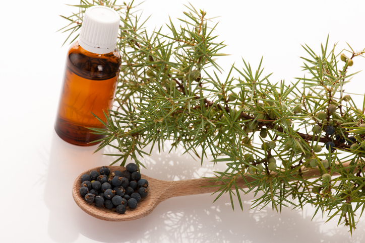 Branch of conifers junipers, wooden spoon ful of blue berries and little bottle of fresh oil for aromatherapy on white background.